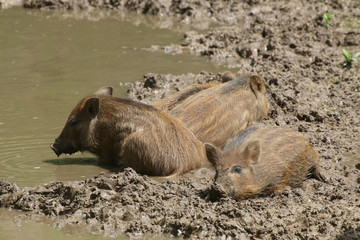 Junge Wildschweine im Wasser (Sus scrofa)