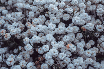 gypsophila