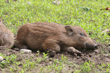 Junge Wildschweine im Wasser (Sus scrofa)