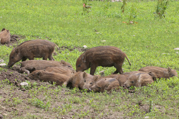 Junge Wildschweine am Waldrand (Sus scrofa)