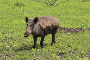 Wildschwein am Waldrand (Sus scrofa)