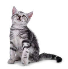 Obraz premium Pet kitten on the white background