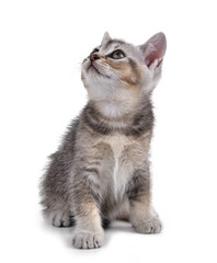 Obraz premium Kotek na białym tle