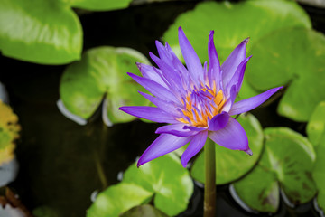 Beautyful Purple Lotus Blooming in the Pond in the Garden