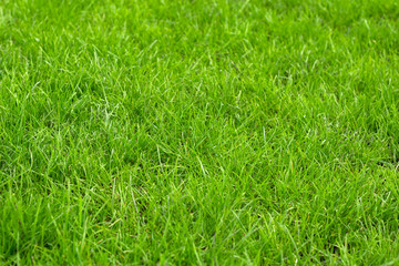 Green lawn, not mown grass.