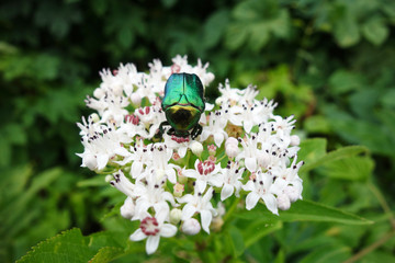Beetle on flower