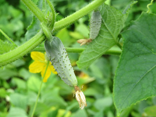 Cucumber ripening in summer. The growth and blooming of greenhouse cucumbers