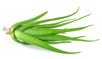Aloe vera  isolated on white background