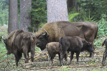 Fototapeta premium Wisent oder Europäische Bison (Bos bonasus) im Wald