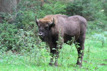 Wisent oder Europäische Bison (Bos bonasus) im Wald