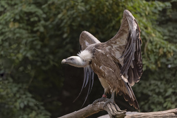 Vautour fauve adulte