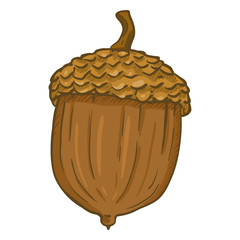 Vector Cartoon Color Illustration - Acorn