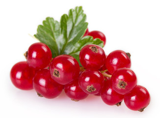 Red currant on white background