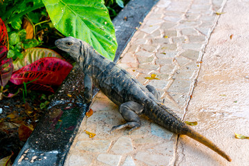 Iguana en el jardín