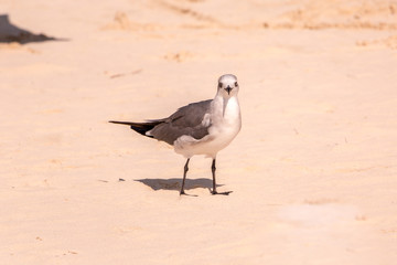 Gaviota en la playa
