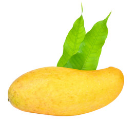 mangos on white background