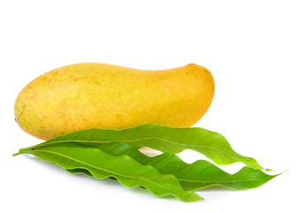 mangos on white background