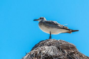 Gaviota en la playa