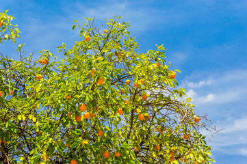 Orange tree with branches full of many ripe fruits