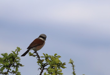 Shrike sits on a branch on the background of the blue sky ...