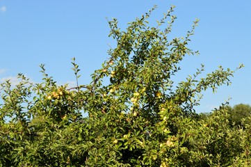 Fototapeta na wymiar Treetop of an apple-tree with ripe red yellow apples with blue sky