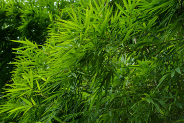 Green bamboo leaves background
