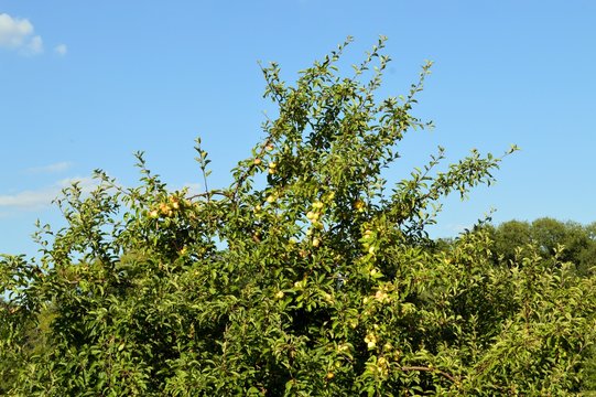Treetop of an apple-tree with ripe red yellow apples with blue sky