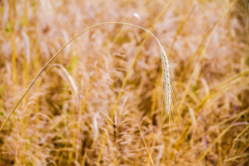  drooping wheat spike on the field