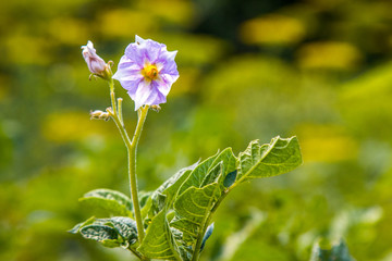 purple flower bush of young potatoes in the garden