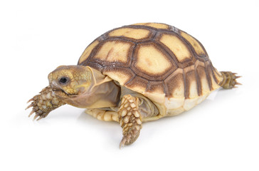turtle on white background