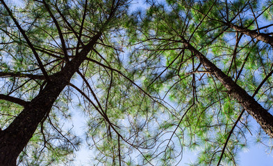 Pinus mugo - It is also known as creeping pine, dwarf mountain pine, mugo pine.