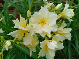 Bouquet of white flowers.