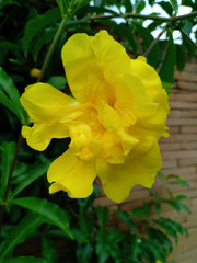 Bouquet of yellow flowers.