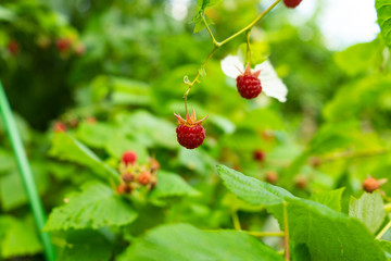 Raspberry berries on the branches. Healthy food.