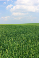 Green wheat field