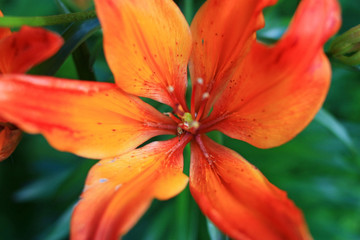 Petals of orange lilies