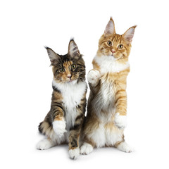Two playing Maine Coon cat kittens sitting up, one on hind paws, the other one with one paw in air...