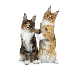 Two funny Maine Coon cat kittens sitting playful next to each other, one on hind paws hugging the other, isolated on white background and looking straight to camera