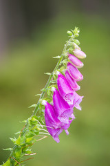 Foxglove on green background