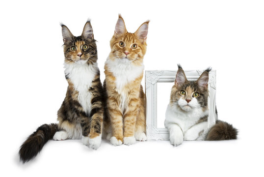Row of three Maine Coon cat kittens, two sitting and third laying through a white photoframe, all looking straight in camera isolated on white background