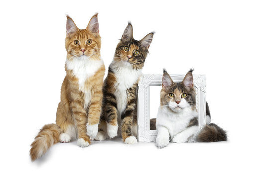 Row of three Maine Coon cat kittens, two sitting and third laying through a white picture frame, all looking straight in lens isolated on white background