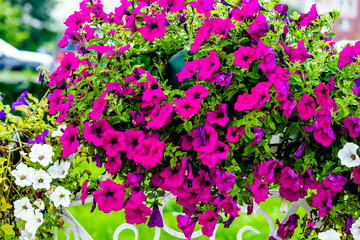 Colorful petunias grow on flower beds in the city 