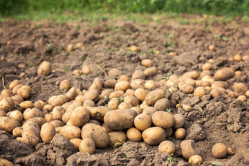 Vegetable garden - potatos