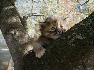 little kitty stuck on a tree