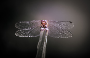 insecte libellule de face en gros plan ene été en contre jour
