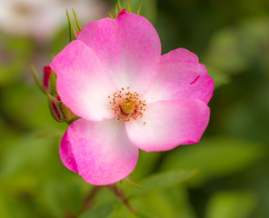 Fototapeta na wymiar fleur rose simple rose et blanche sur fonds vert en été en gros plan