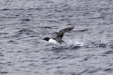Common Murre landing  with a big splash in the water near  Witless Bay Ecological Reserve, Newfoundland Canada