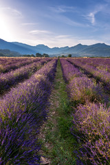 Naklejka na ściany i meble French landscape - Drome. Sunrise over the fields of lavender in the Provence (France).