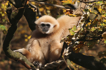 Gibbons (Hylobatidae) sitzt im Baum