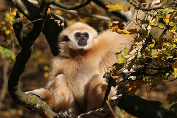 Obraz premium Gibbons (Hylobatidae) sitzt im Baum